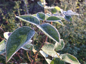 Raureif im Dezember