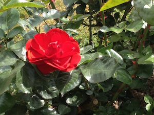 Rose